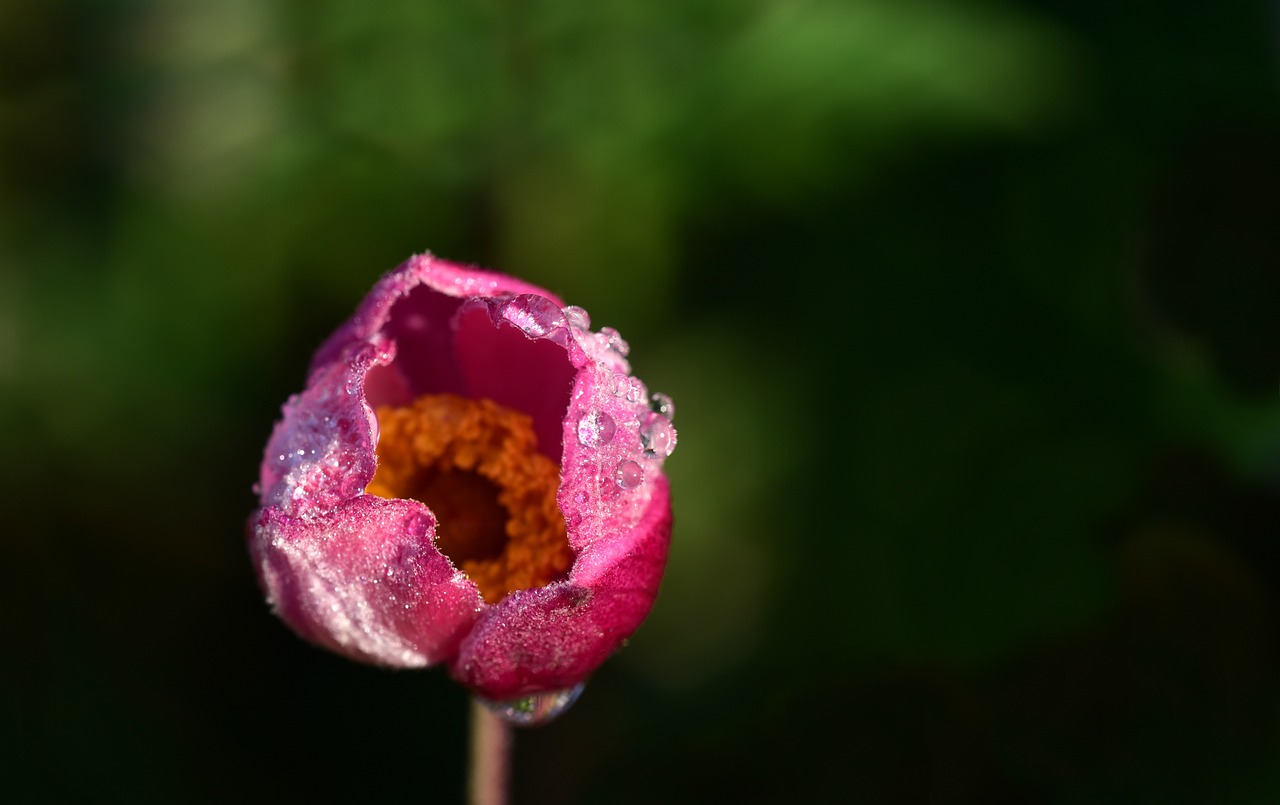 滴水观音秋季种植指南