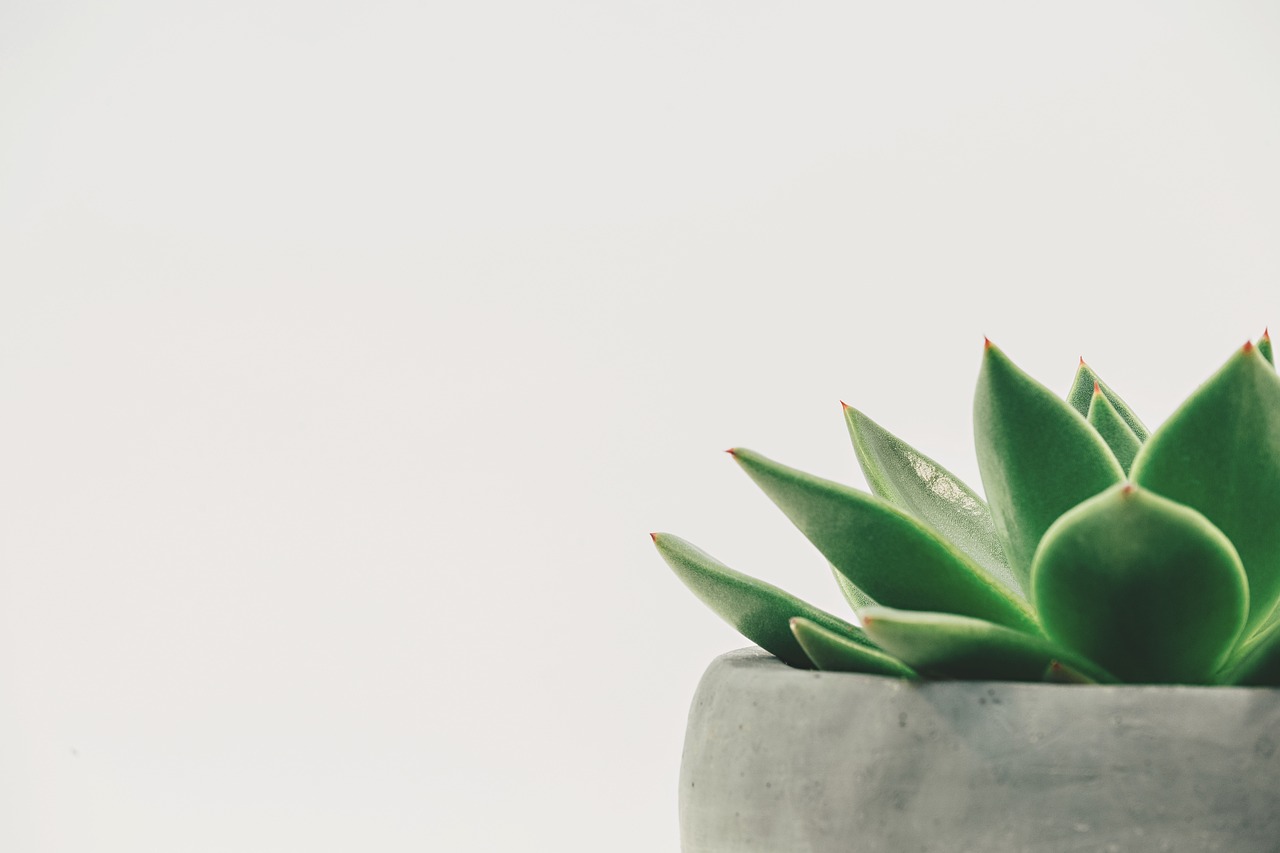 生存战争中植物种植的全解析