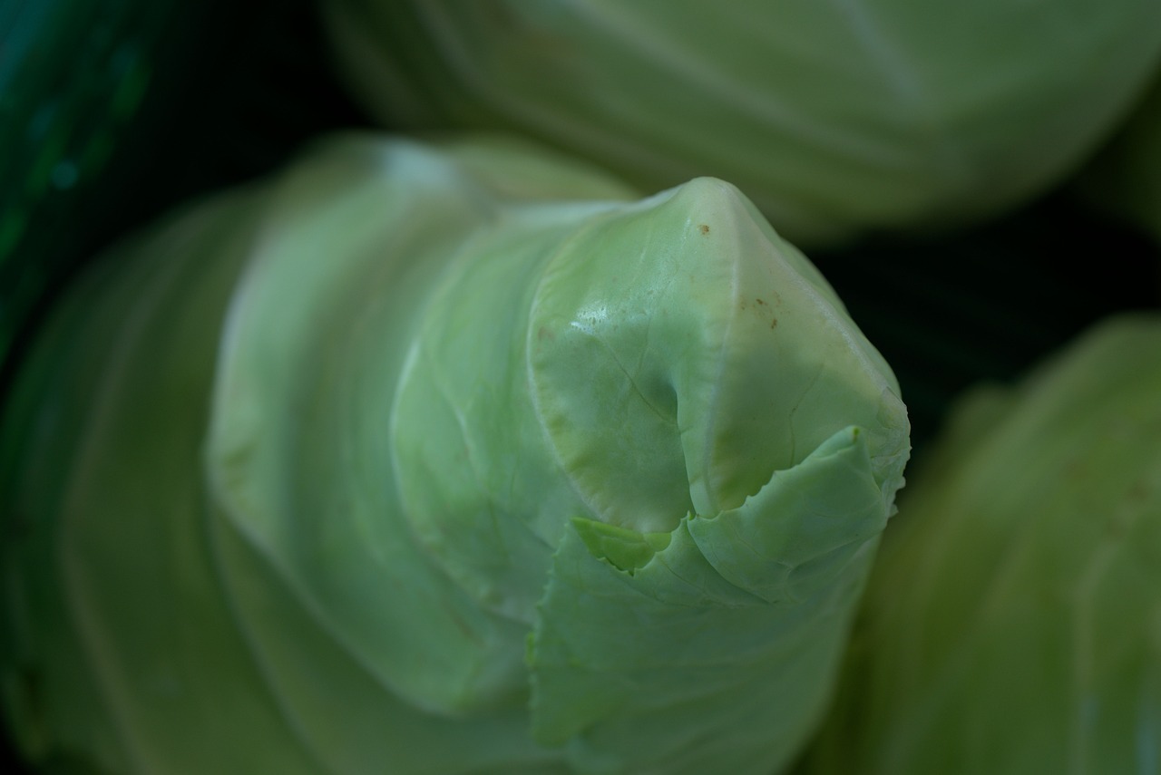 家里白菜根的种植方法