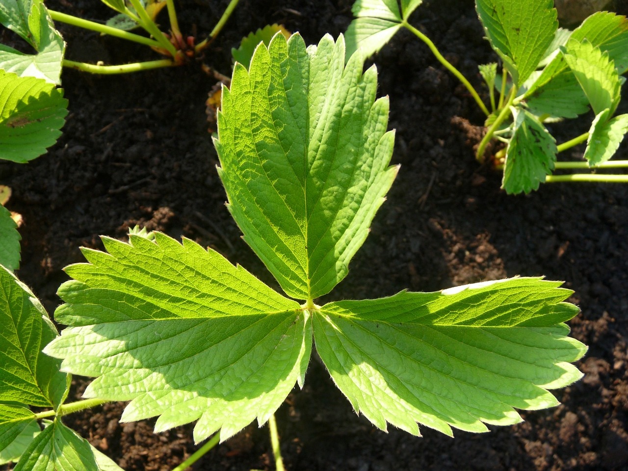 草莓种植土壤配制指南，打造优质生长环境