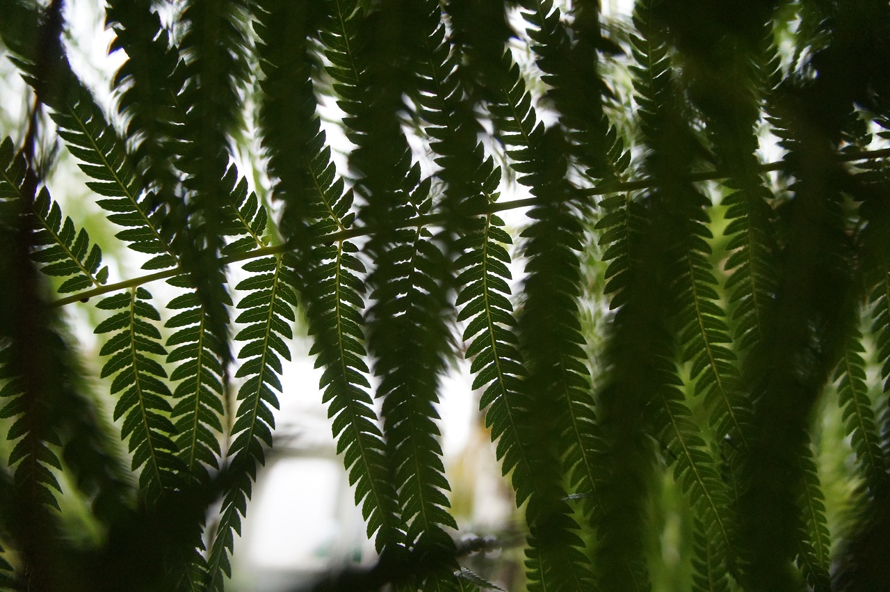 山木香树种植指南，从入门到精通