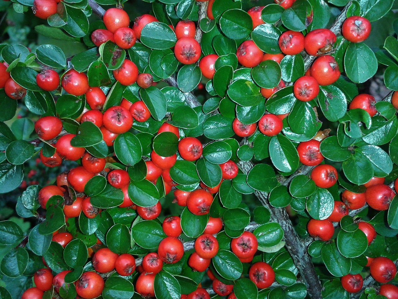灰汉菜种植指南，从入门到精通