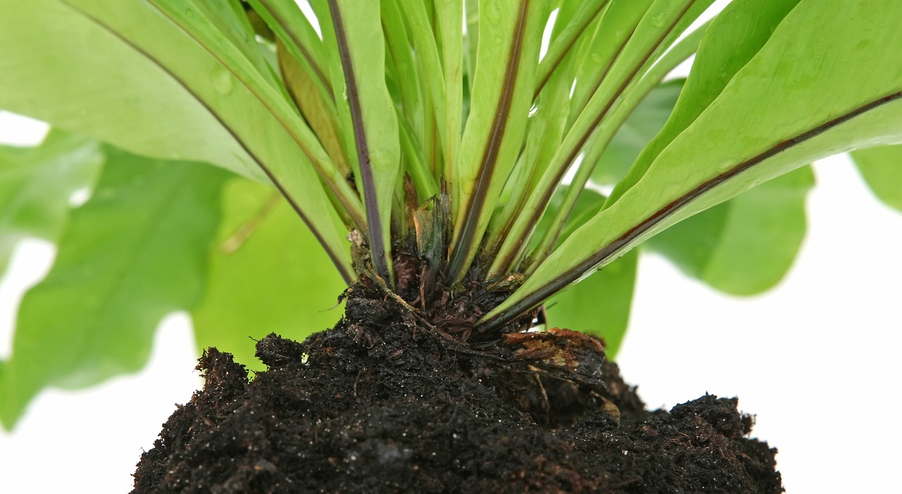 绿板栗种植技术，从土壤到收获的全面指南