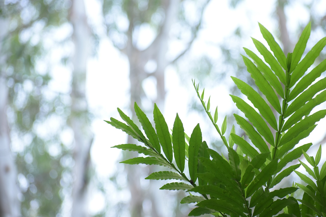 用沙子种植水草，自然生态的绿意营造