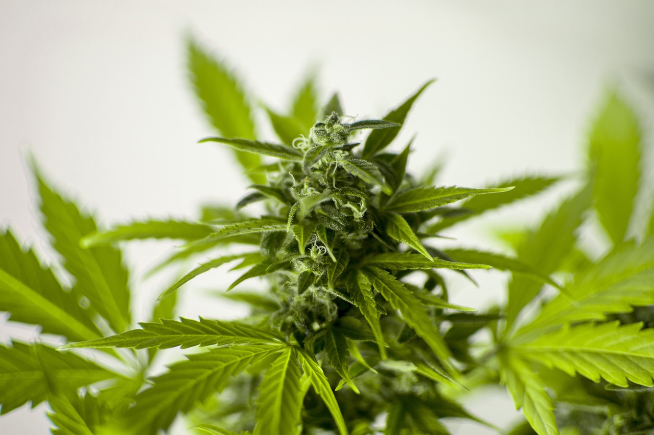 哪个平台贷款不看征信,隆重汇总五款私人借钱不看征信立马到账  第3张