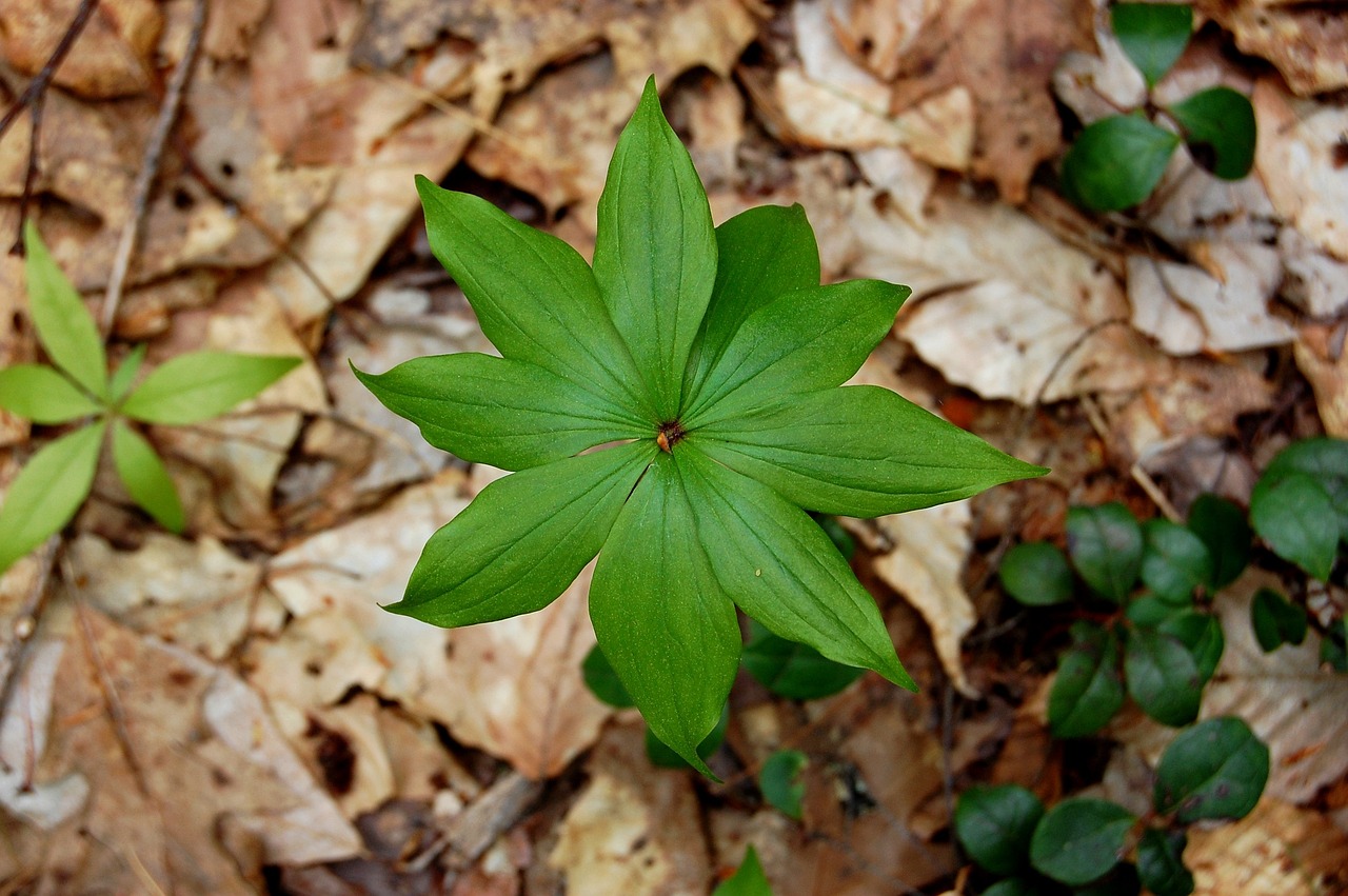 韭菜根种植指南，从起步到丰收