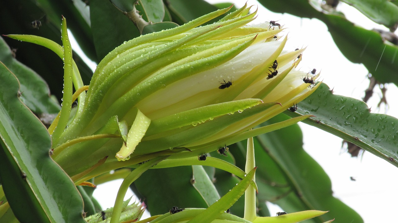 青花残片种植指南，从碎片到繁茂植物的奇妙旅程
