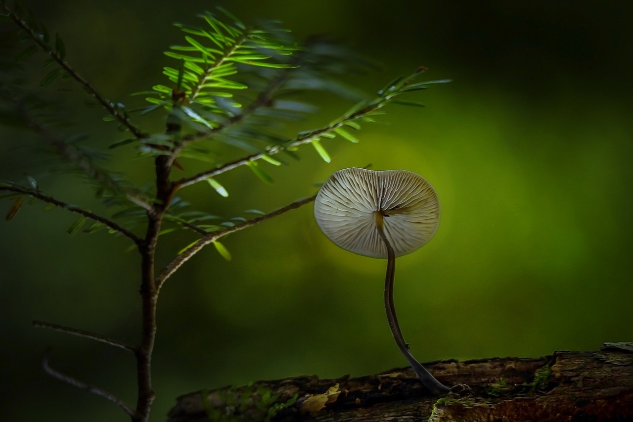 雅舞之乐，舞蹈与植物的和谐共生艺术种植之道