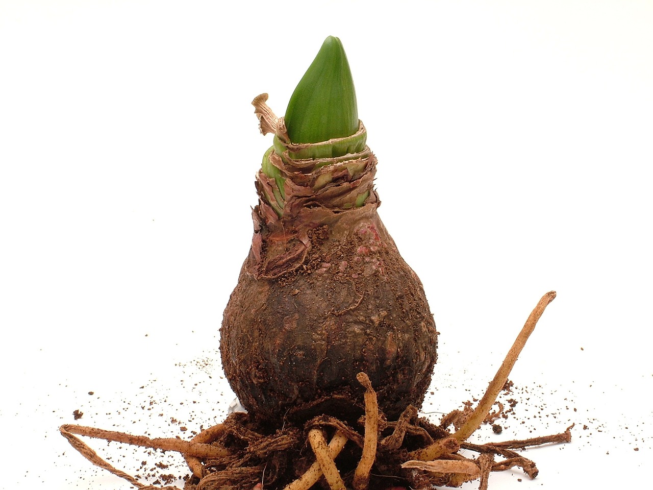 如何种植高产茄子，全面指导与技巧分享