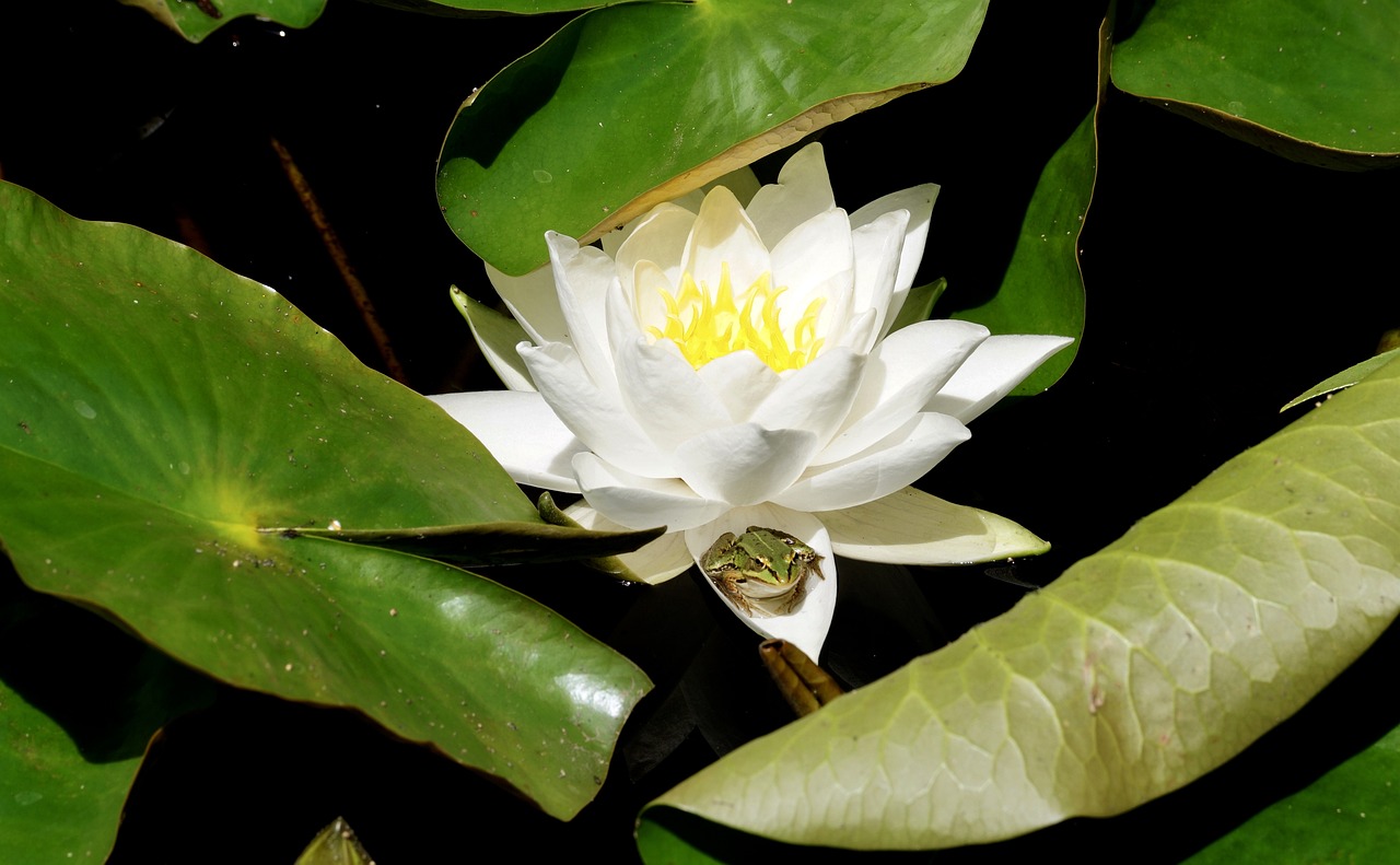 莲藕种植方法与换水高度的掌握