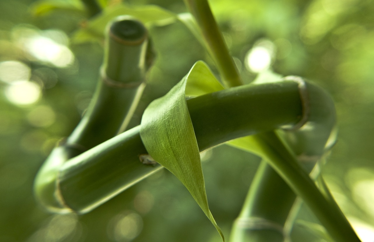 豆角种植后的培土管理，关键步骤与技巧