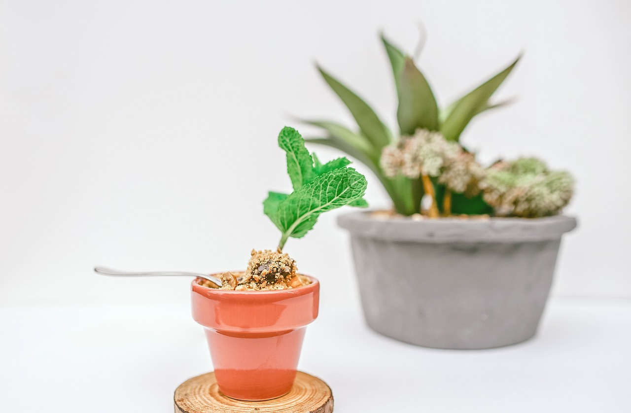 野生黄姜的种植与管理，自然之美的传承与探索