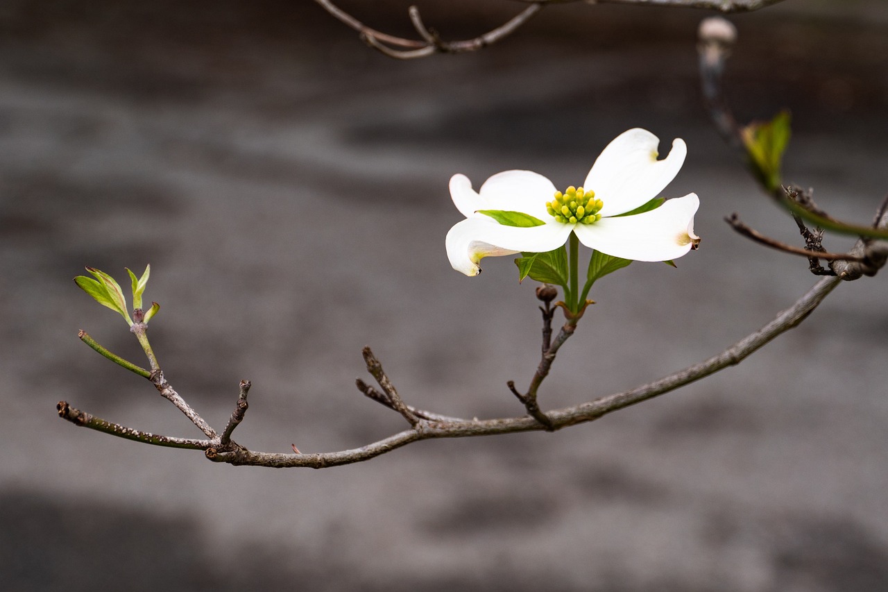 野生黄姜的种植与管理，自然之美的传承与探索