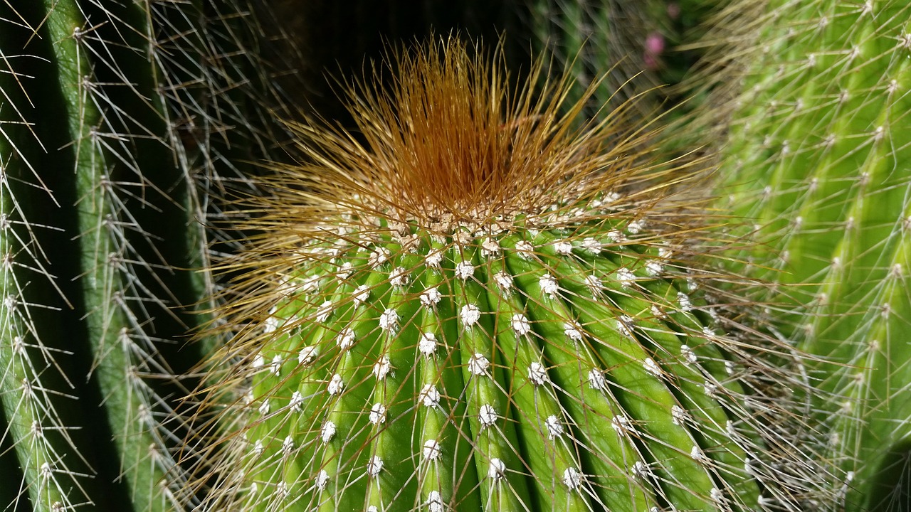 桃胶的种植技术与文化传承