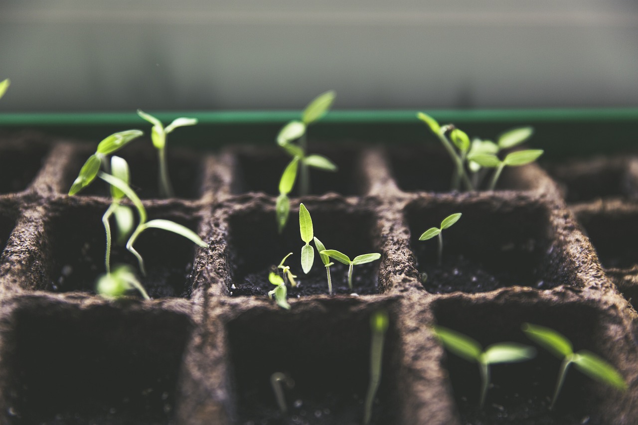 芦笋种植方法，从土壤到收获的全面指南