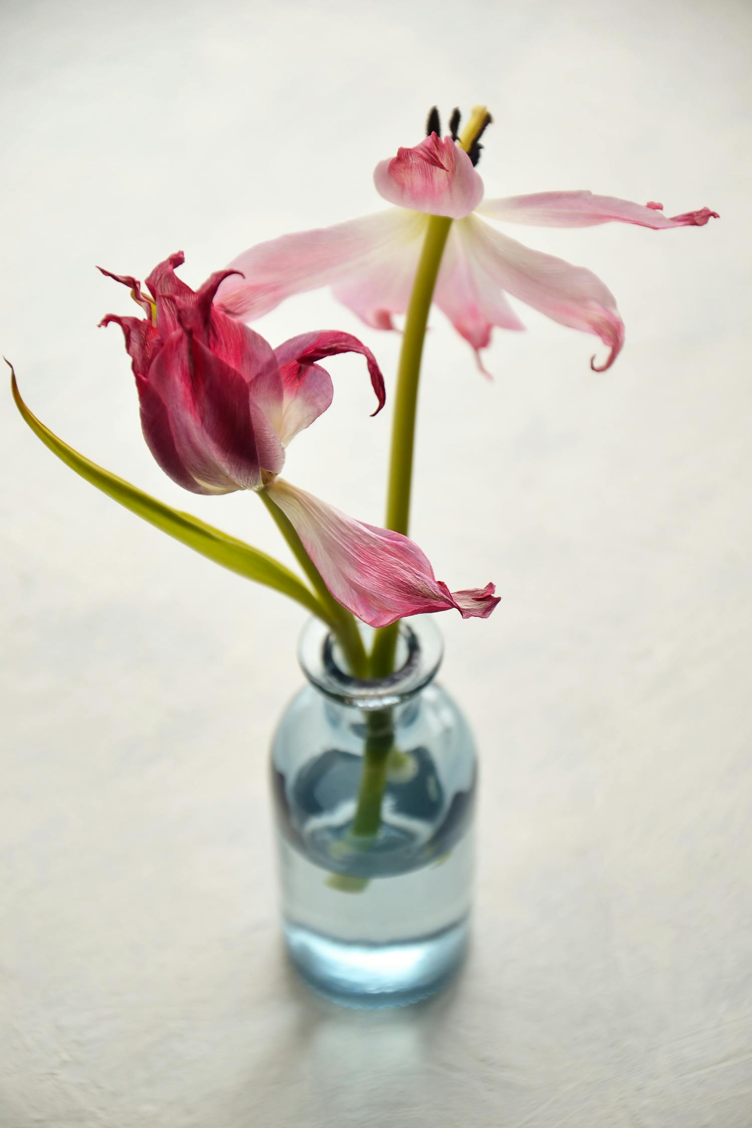 花卉水培花瓶种植指南，轻松打造室内绿意盎然