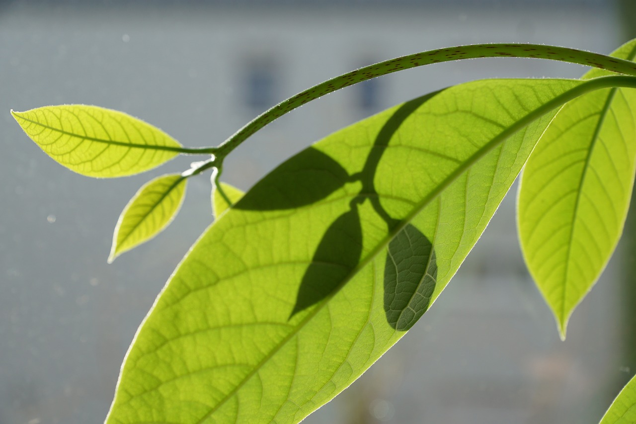 澳洲芒果苗的种植技术指南