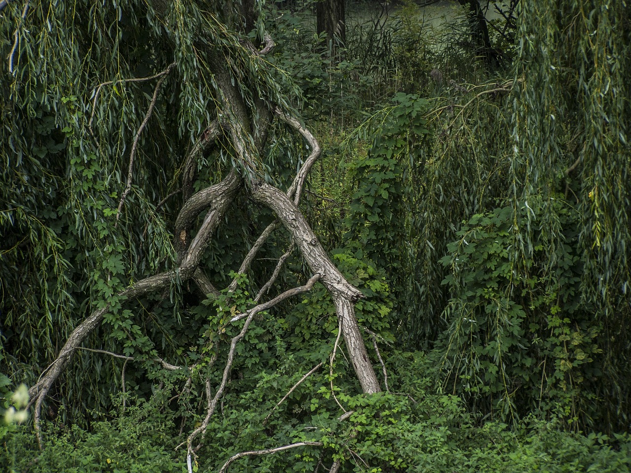 广西药材种植指南，探寻药材种植之道