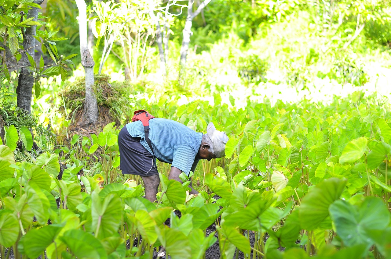 农村生态种植如何申请支持与推广