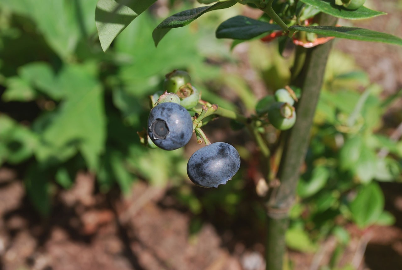 干辣椒种植技术，从土壤到收获的全面指南