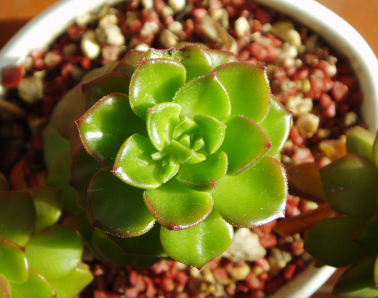 脆黄桃的种植技术，从土壤到收获的全过程指导
