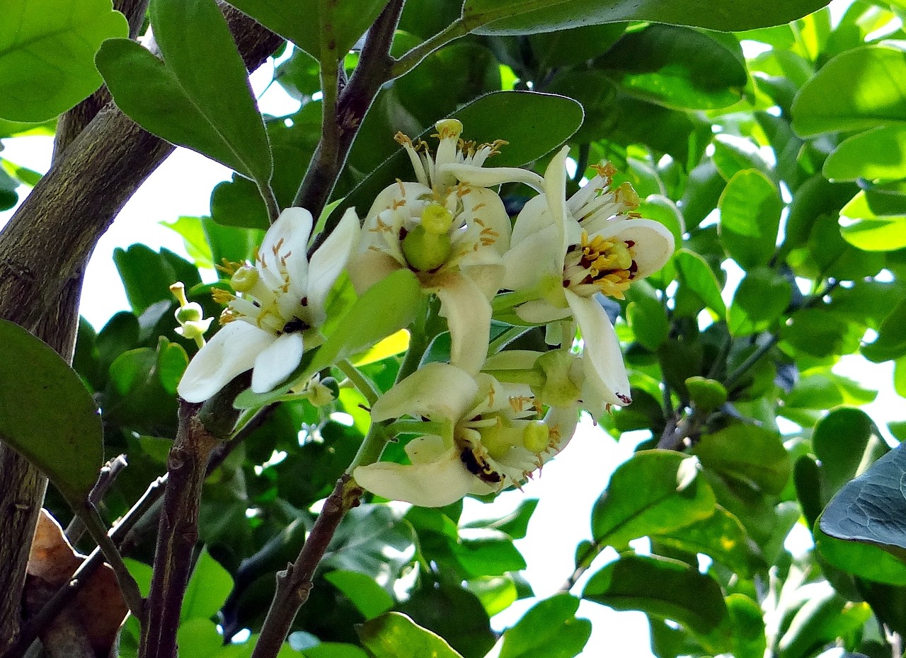 榴莲种植指南，如何培育出饱满的榴莲果实