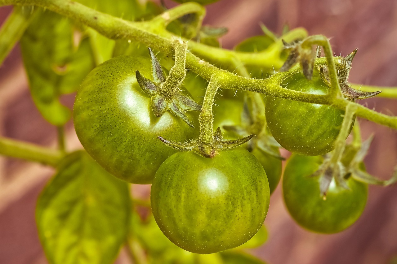 菜园长豆角种植指南，从播种到收获的全流程