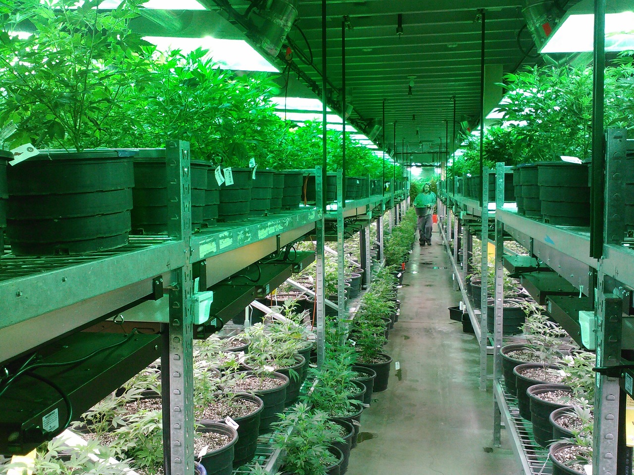 冬瓜种植方法与管理的全面指南  第1张