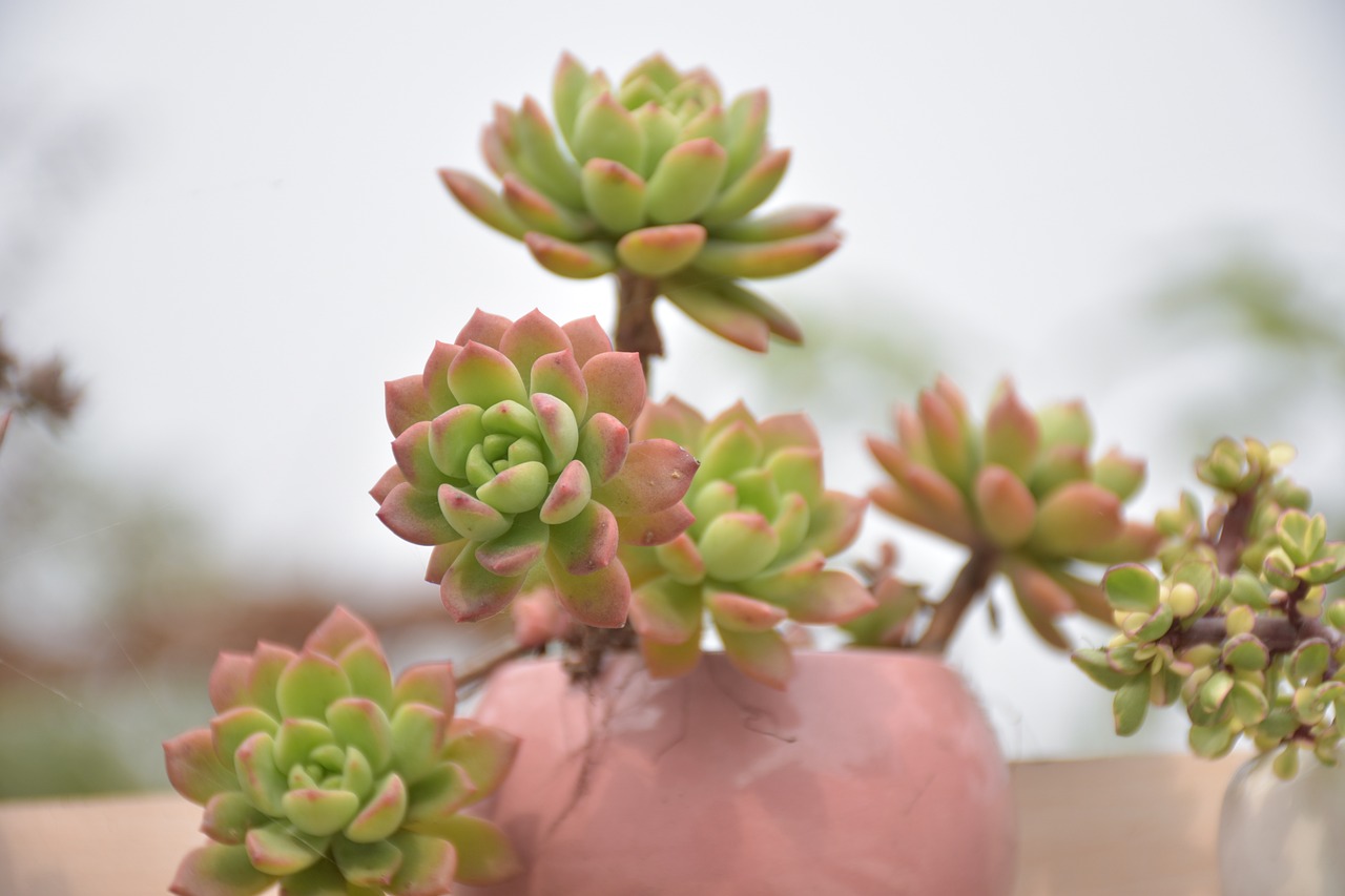 福建草莓种植指南，草莓种植的正确方法