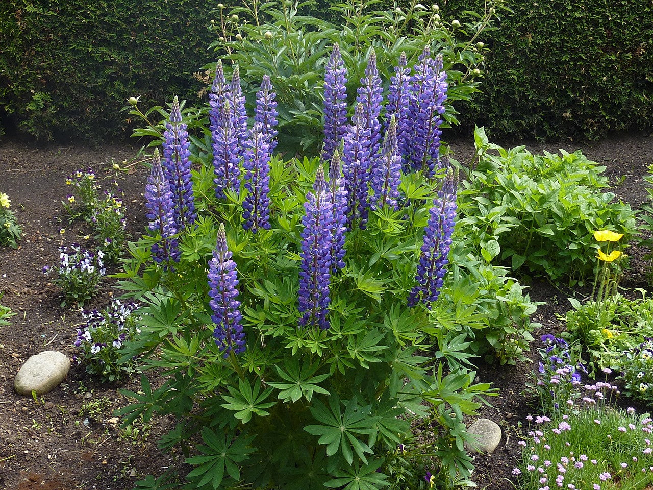 新手入门，花卉种植初探