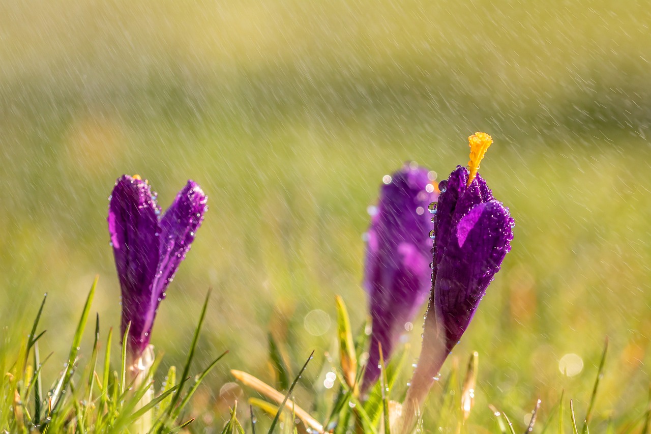 谷雨时节，山松种植指南