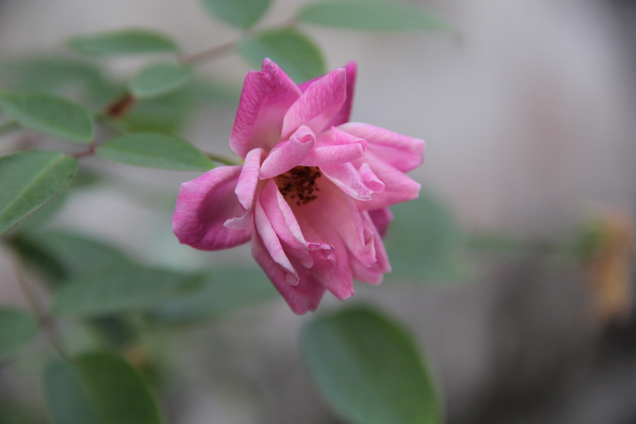 买来的白菜种植指南，从初尝试到绿意盎然