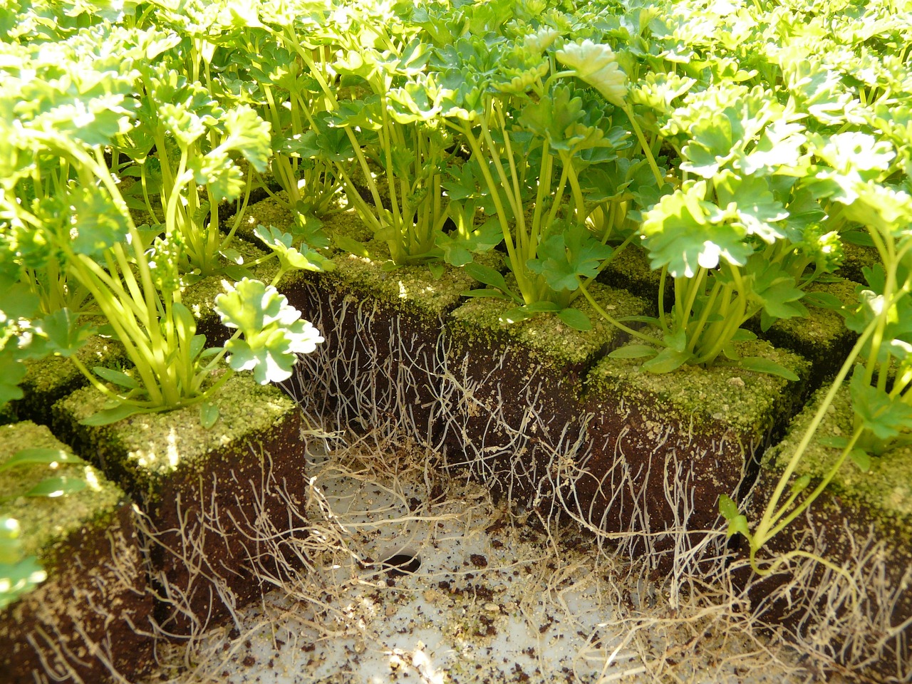 茼蒿根盆栽种植指南