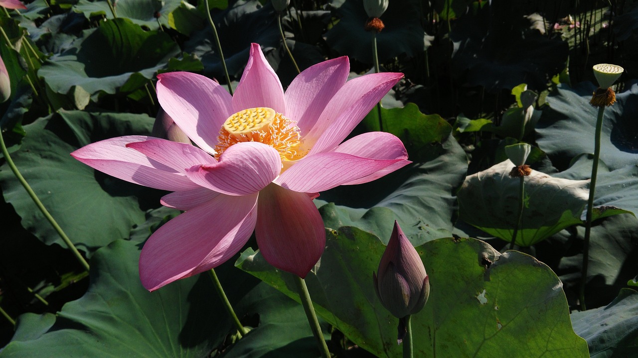大莲子种植全攻略，从播种到收获，手把手教你种植大莲子