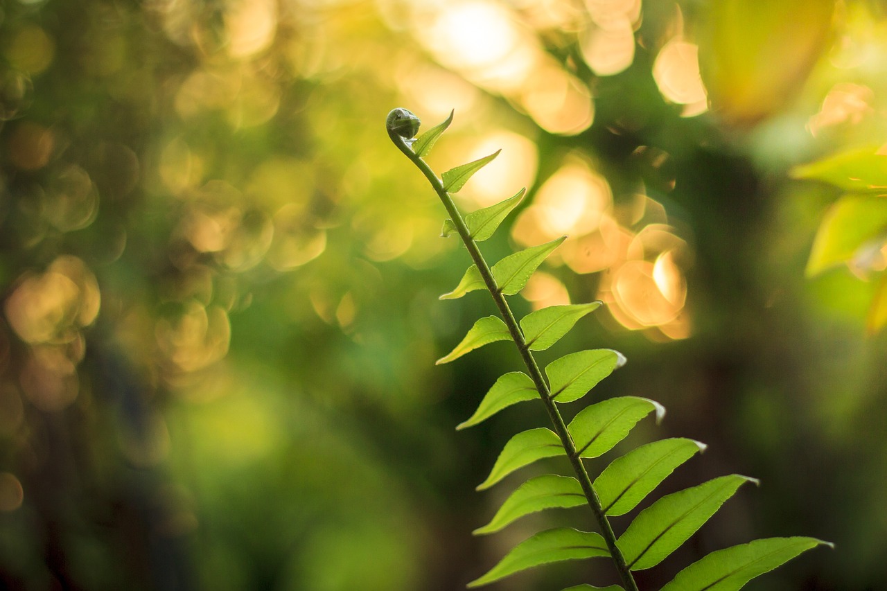 农场甘蔗种植技术指南