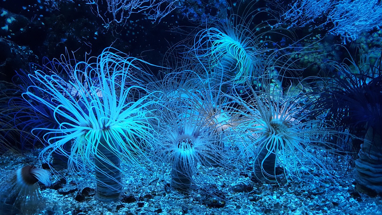 亚马逊水草种植指南，打造绿意盎然的生态水族环境