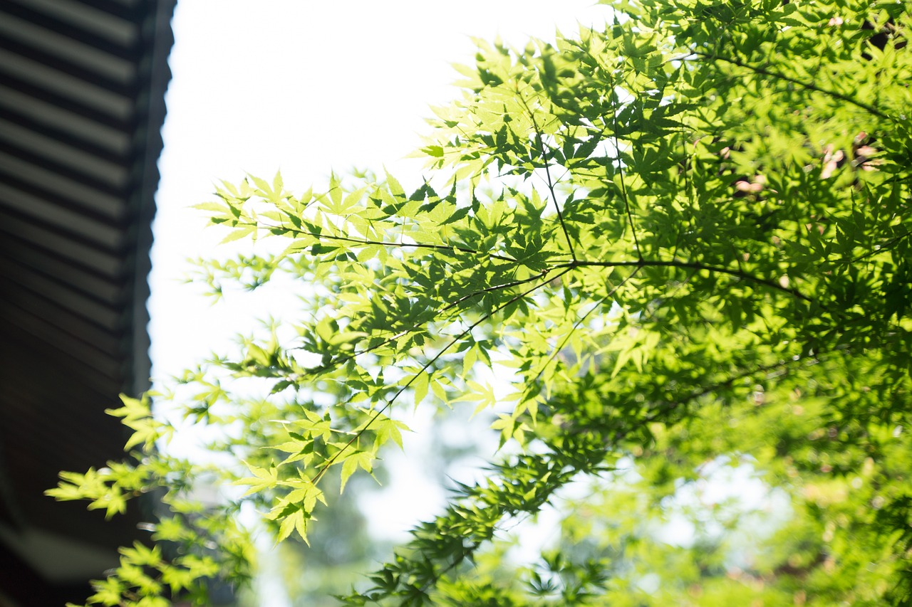 立秋时节，小葱种植正当时